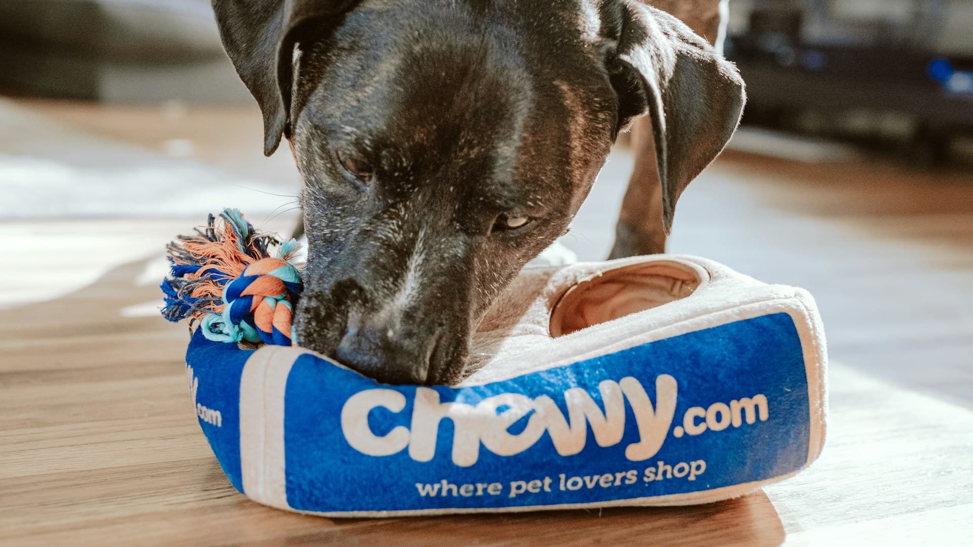 Hotéis e Alojamento para Animais